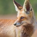 Red Fox - Photo (c) q8dragon, some rights reserved (CC BY-NC)