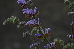 Salvia indica