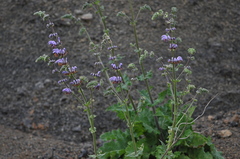 Salvia indica