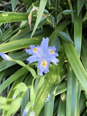 Iris japonica