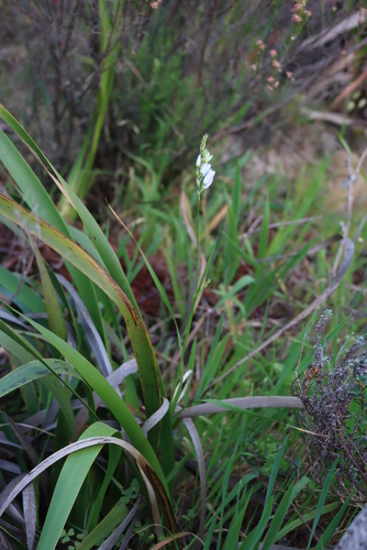 Image of Ixia polystachia by (c) Tony Rebelo, some rights reserved (CC BY-SA)