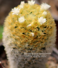 Mammillaria carmenae