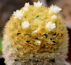 Mammillaria carmenae