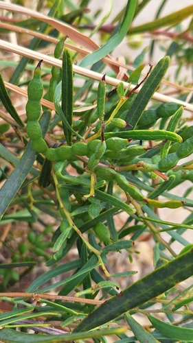 Image of Acacia ligulata by no rights reserved