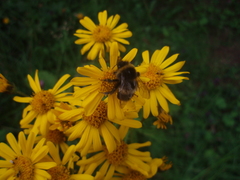 Doronicum austriacum