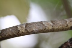 Langaha madagascariensis