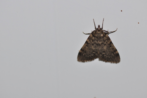 Aglossa pinguinalis