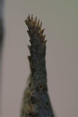 Langaha madagascariensis