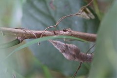 Langaha madagascariensis