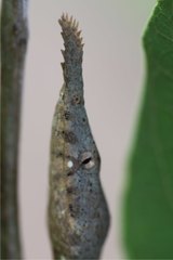 Langaha madagascariensis