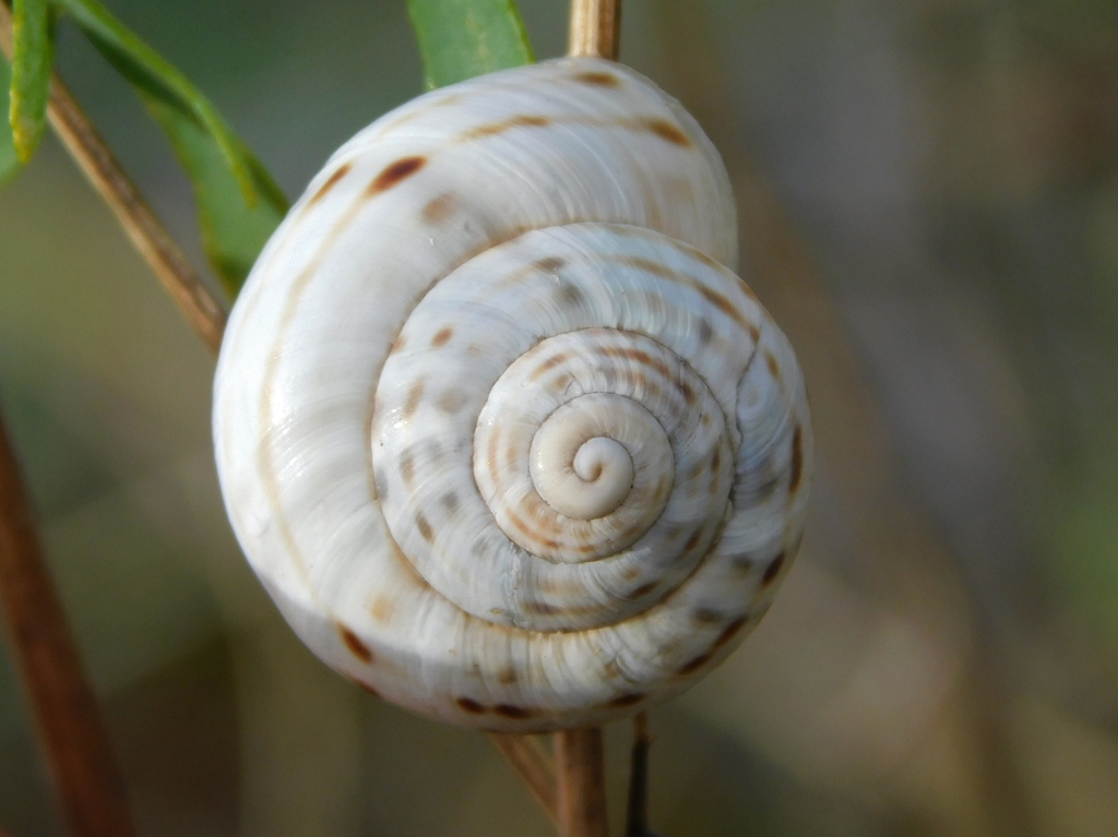 Marmorana signata