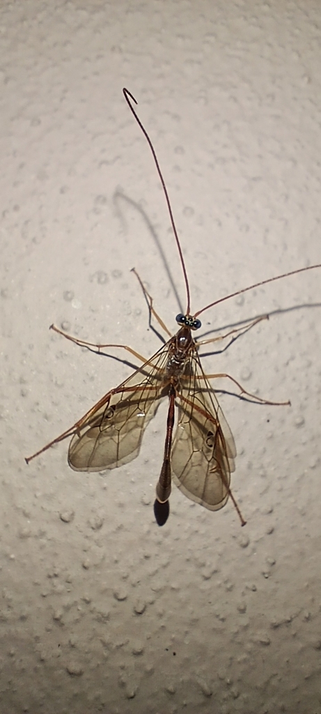Enicospilus divisus