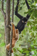 Red-Cheeked Gibbon photo 2