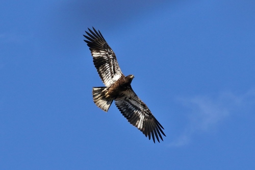 Bald Eagle photographed in Kansas