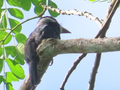 Notharchus pectoralis image