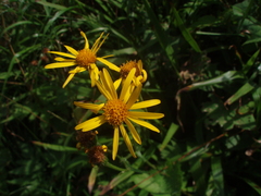 Doronicum austriacum
