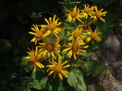 Doronicum austriacum