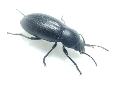 Raiboscelis eleodinus
