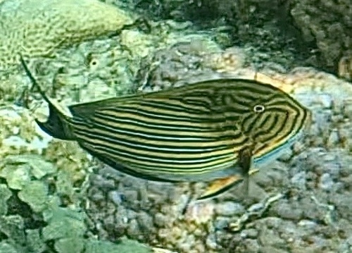 Striped Surgeonfish (Acanthurus lineatus)