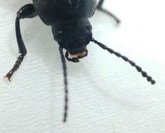 Raiboscelis eleodinus