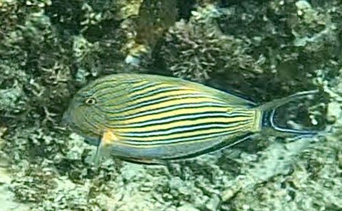 Striped Surgeonfish (Acanthurus lineatus)