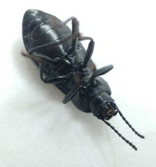 Raiboscelis eleodinus