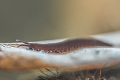 Eoperipatus totoro