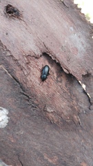 Raiboscelis eleodinus