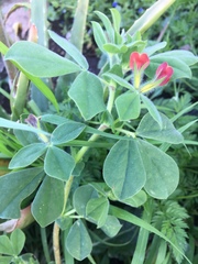 Lotus tetragonolobus
