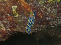 Hypselodoris festiva