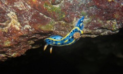 Hypselodoris festiva