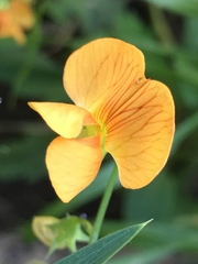 Lathyrus hierosolymitanus