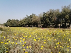 Launaea mucronata