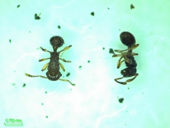 Tetramorium nipponense