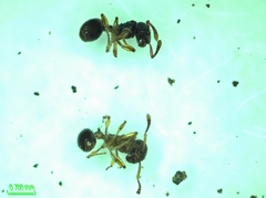 Tetramorium nipponense