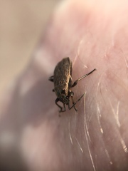 Pyrrhocoris sibiricus