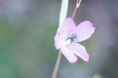 Sidalcea glaucescens