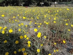 Launaea mucronata