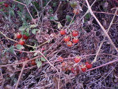 Solanum lycopersicum cerasiforme