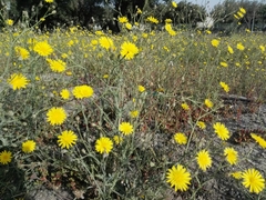 Launaea mucronata