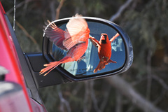 Northern Cardinal