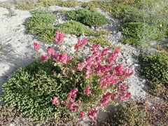 Rumex vesicarius