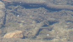 Richardsonius egregius