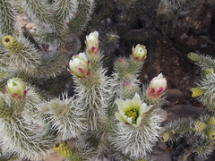 Cylindropuntia bigelovii ciribe