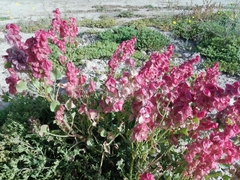 Rumex vesicarius