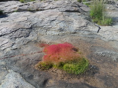 Crassula natans