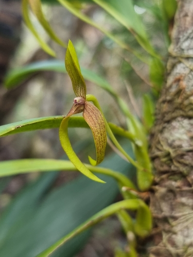 Bulbophyllum baladeanum J.J.Sm. 3