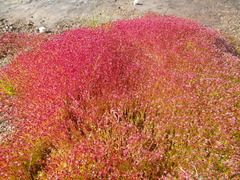 Crassula natans