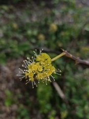 Pisonia aculeata image