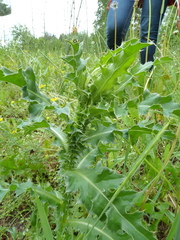 Carduus nutans leiophyllus